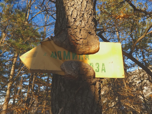 Foto vista de baixo ângulo de sinalização por árvore na floresta