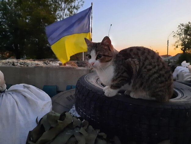 Foto vista de baixo ângulo de um gato