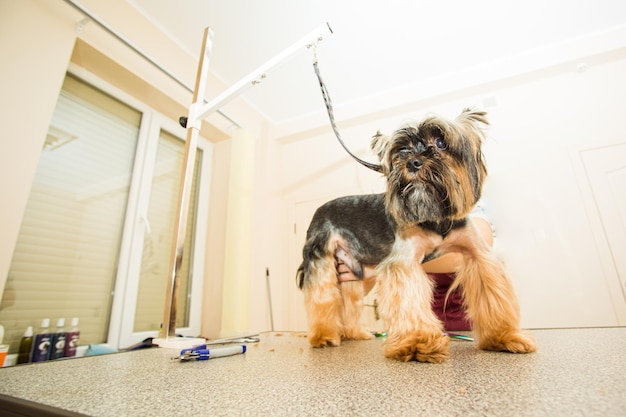 Vista de baixo ângulo de Yorkshire terrier está em cima da mesa no salão de beleza O cabeleireiro corta um cachorrinho