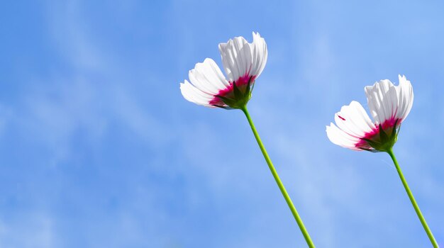 Foto vista de baixo ângulo do cosmos branco plantas com flores contra o céu azul