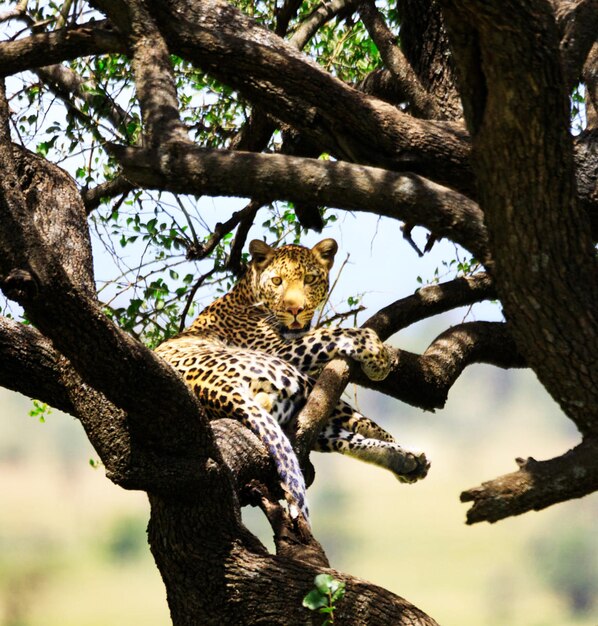 Foto vista de baixo ângulo do leopardo na árvore