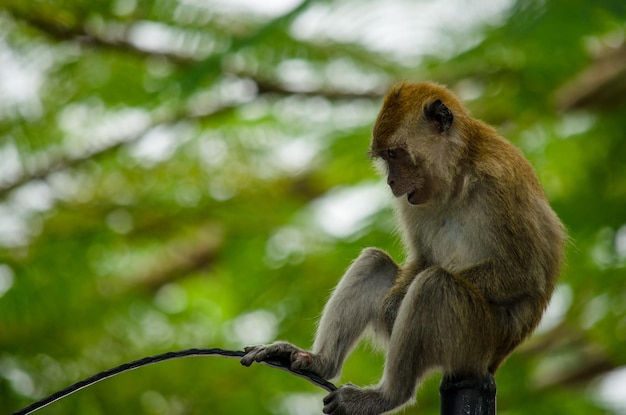 Vista de baixo ângulo do macaco na árvore