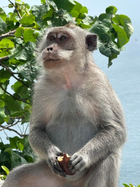 Vista de baixo ângulo do macaco na árvore