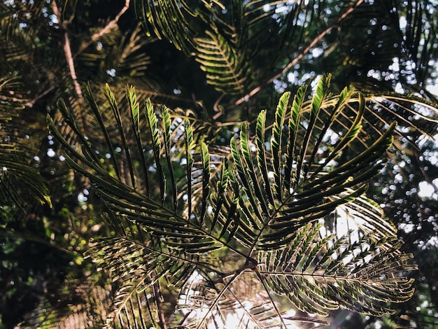 Foto vista de baixo ângulo do pinheiro