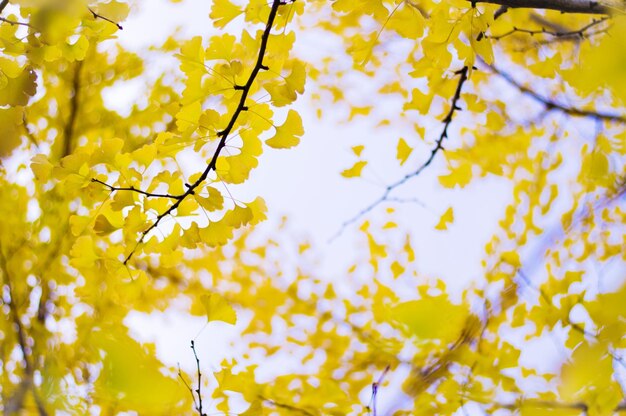 Foto vista de baixo ângulo dos galhos das árvores de ginkgo durante o outono