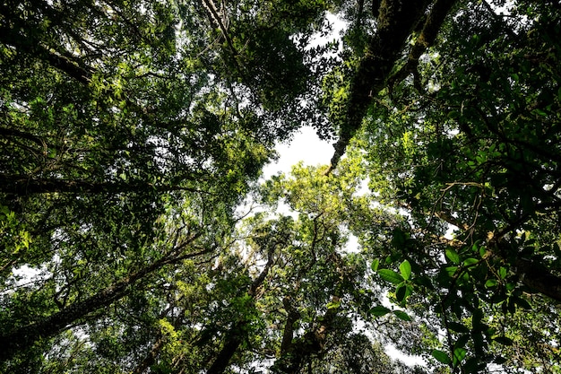 Vista de baixo ângulo olhando da árvore da floresta tropical de abundância com folhas verdes na montanha.