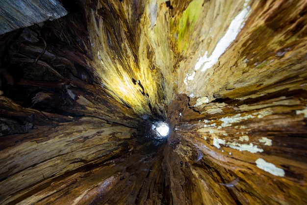 Vista de baixo dentro do buraco gigante da árvore