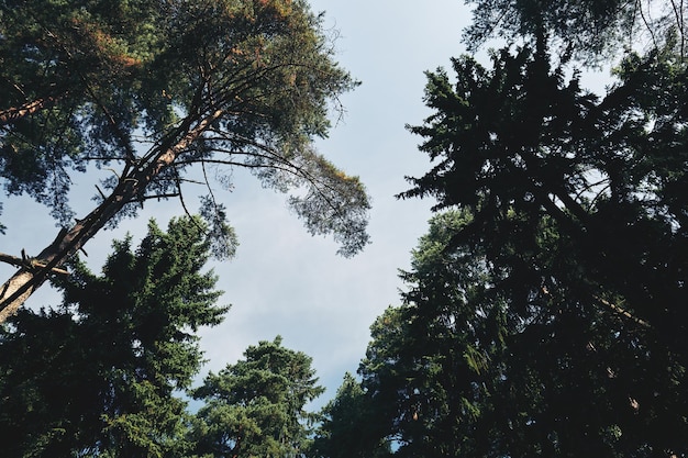 Vista de baixo nas coroas de árvores coníferas contra o céu azul