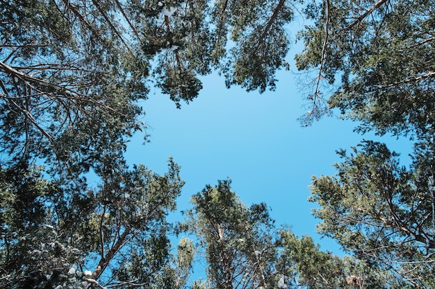 Vista de baixo, topos de árvores altas de floresta de pinheiros e céu azul. Ao fundo, as árvores estendem-se para o céu. Parque Nacional Natural.