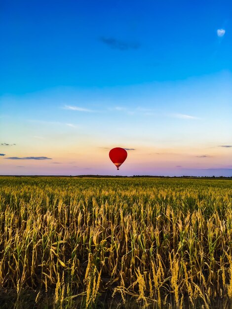 Foto vista de balões no campo contra o céu durante o pôr do sol