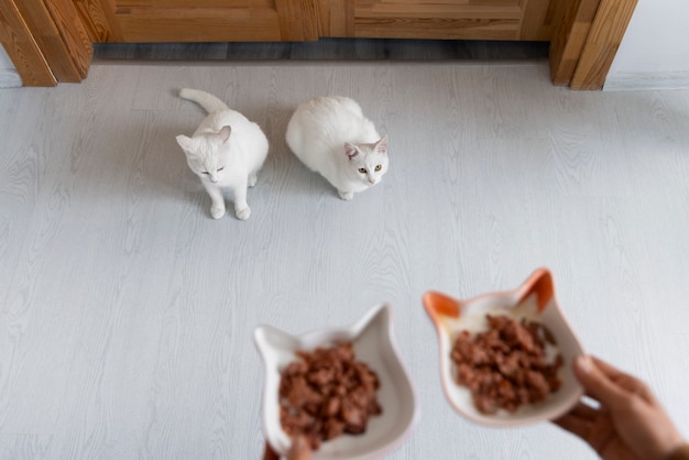 Vista de belos gatos brancos de interior