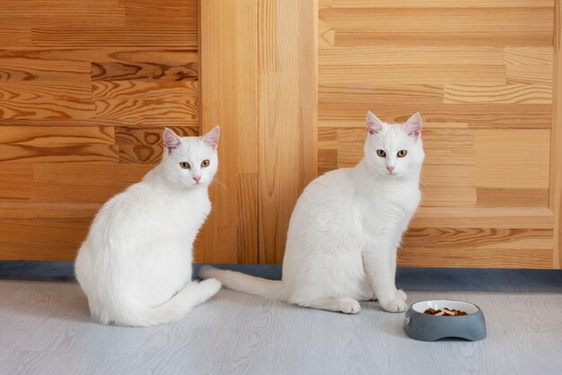 Vista de belos gatos brancos de interior