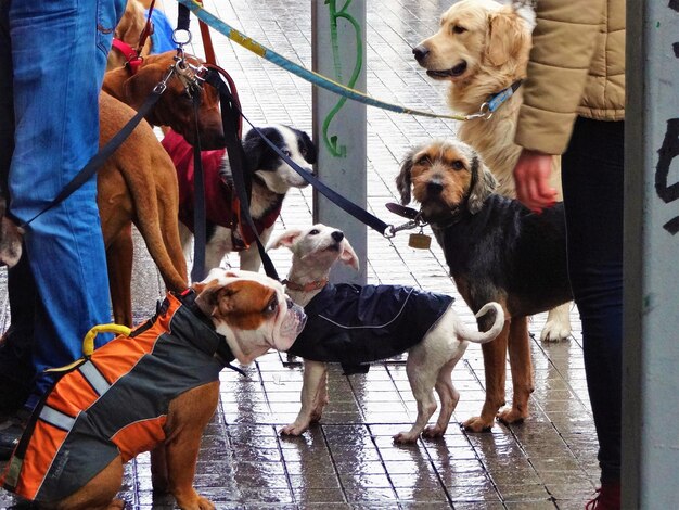 Foto vista de cães de pé na parede