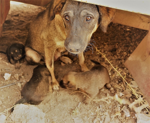 Foto vista de cães em alto ângulo