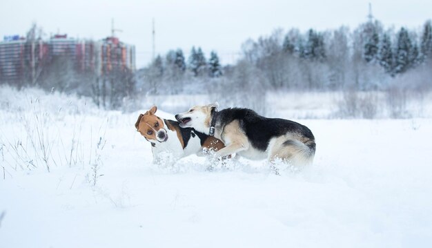 Foto vista de cães em terra coberta de neve