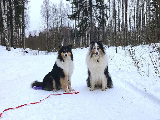 Foto vista de cães em terra coberta de neve