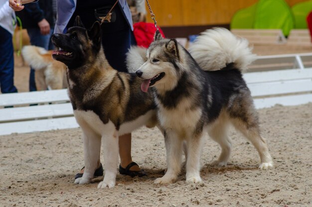 Foto vista de cães na rua