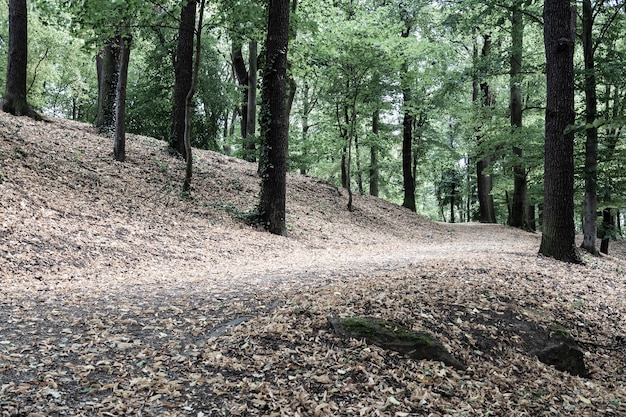 Vista de caminhos na floresta com relevo montanhoso. conceito de paisagem, plano de fundo.