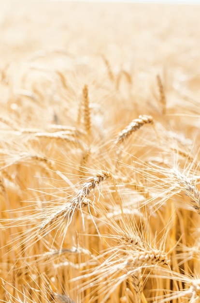 Vista de campo agrícola com grão pronto para colheita