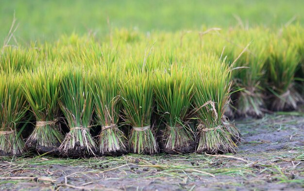 Vista de campo cultivado com mudas de arroz