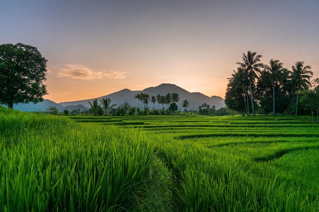 Vista de campos de arroz com arroz verde com orvalho e montanhas em uma manhã ensolarada na indonésia