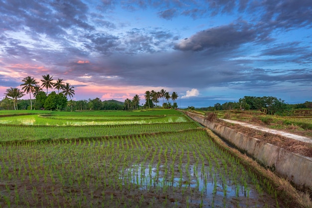 Vista de campos de arroz e estradas de concreto em uma manhã ensolarada na Indonésia