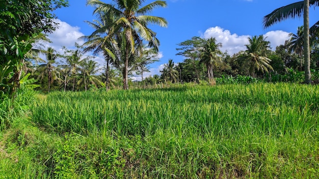 vista de campos de arroz verde com árvores na indonésia