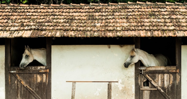 Vista de cavalos no estábulo