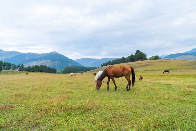 Vista de cavalos pastando nas montanhas verdes, Tusheti, Geórgia. Viajar por