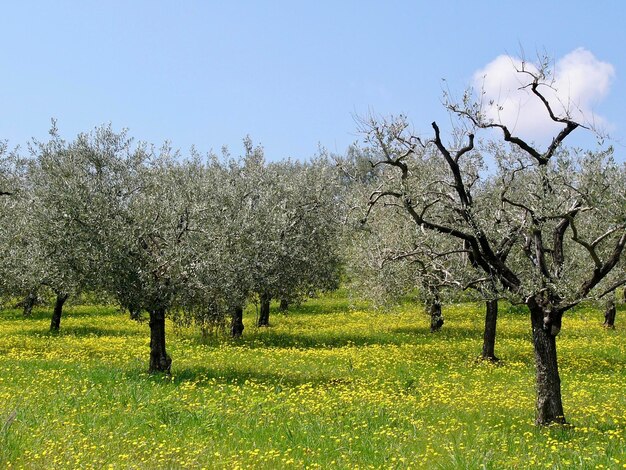 Vista de cerejeiras em flor no campo