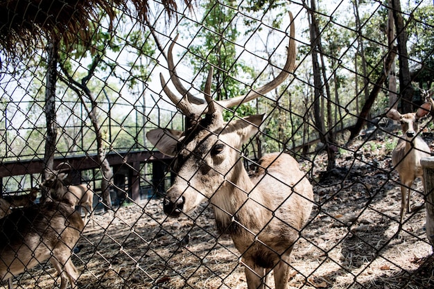 Vista de cervos no zoológico