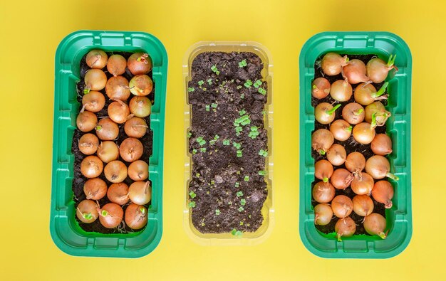 Vista de cima, cultivando cebolas e rúcula para verduras em casa Arranjo horizontal de fundo amarelo