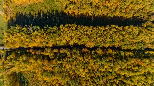 Vista de cima da colorida floresta de outono