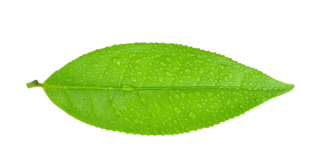 Foto vista de cima de folhas de chá verde com gotas de água isoladas em fundo branco