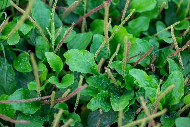 Vista de cima de folhas frescas de bananeira verde brilhante crescendo no chão Planta medicinal conceito herbal e floral