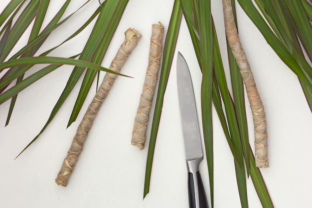 Vista de cima de pedaços cortados tronco velho Dracaena marginata para plantá-lo e faca com a qual eles foram podados em fundo branco