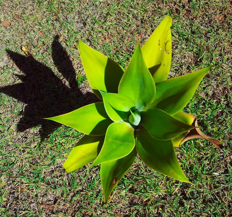 Foto vista de cima de um arbusto com folhas verdes iluminadas pela luz do sol