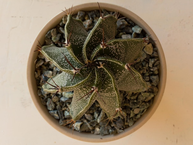 Vista de cima de um boné Astrophytum ornatum cactus Bishop39s ou monk39s hood cactus closeup