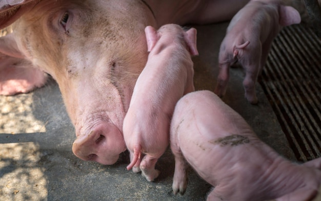 Foto vista de cima de um leitão recém-nascido fofinho dormindo na fazenda de porcos com mamãe porco