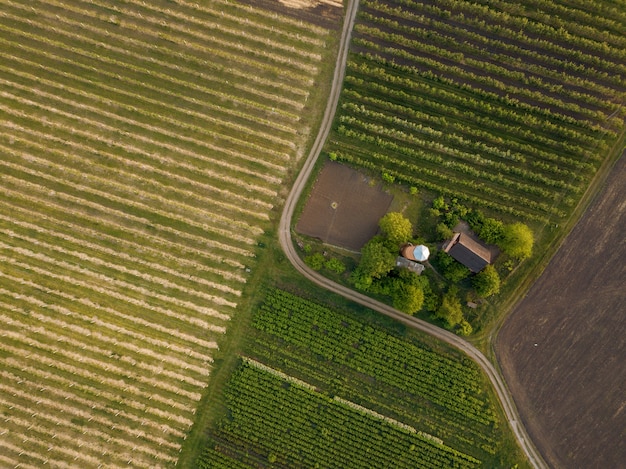 Foto vista de cima em dois campos agrícolas plantados com diferentes safras com uma estrada para carros e uma casa. foto do drone