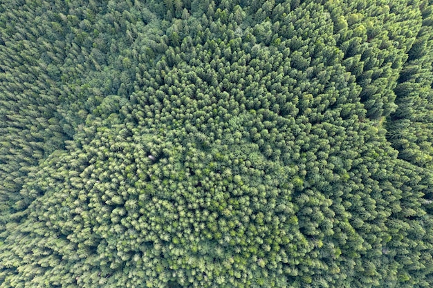 vista de cima na floresta de pinheiros