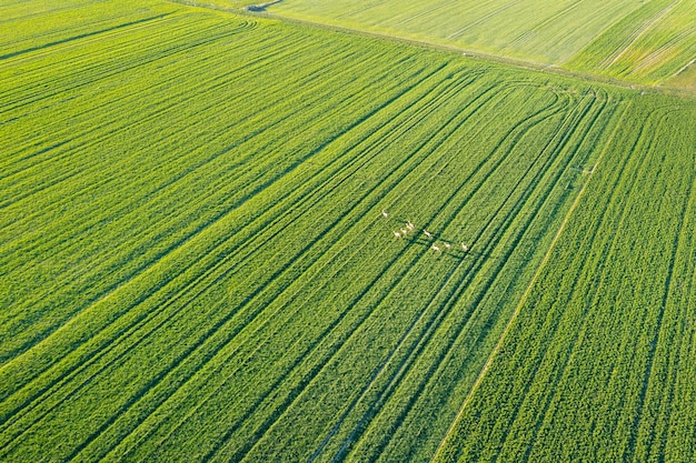 Vista de cima na paisagem de campos verdes da natureza