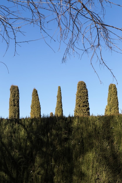 Vista de cinco árvores pontiagudas que pendem da cobertura do jardim