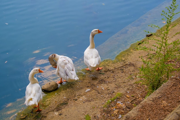 Vista de cisnes nas margens do rio Po em Turim