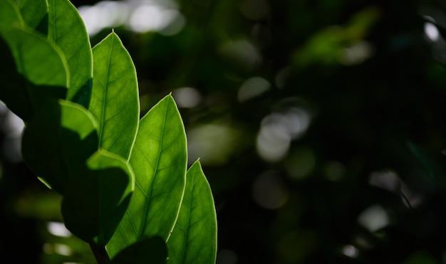 Vista de close-up das folhas verdes na floresta tropical