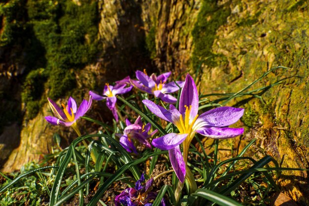 Foto vista de crocus em flor em uma clareira à luz da manhã close-up de belos crocus em flores