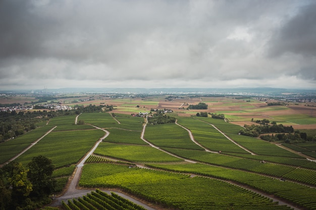 Vista de dia chuvoso dos campos de vinho em Stuttgart, Alemanha