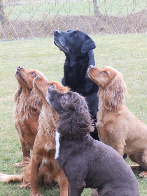 Foto vista de dois cães em terra