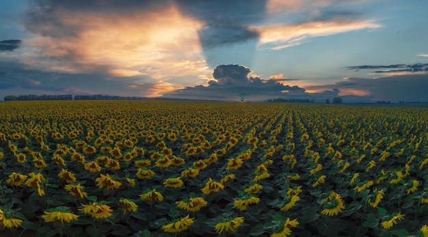 Vista de drone do campo de girassol em uma bela vista aérea do pôr do sol da agricultura madura sunflowe