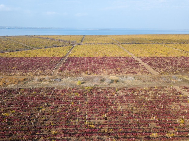 Vista de drone dos campos de vinhedos tintos da vista aérea acima